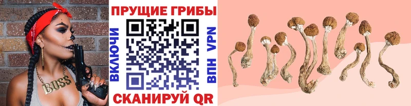 Купить  Тутаев  Галлюциногенные грибы GOLDEN TEACHER 